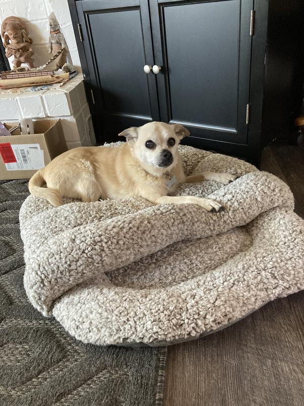 Bailey, a "chug" loves this!  Even tho' I bought it for our rat terrier.