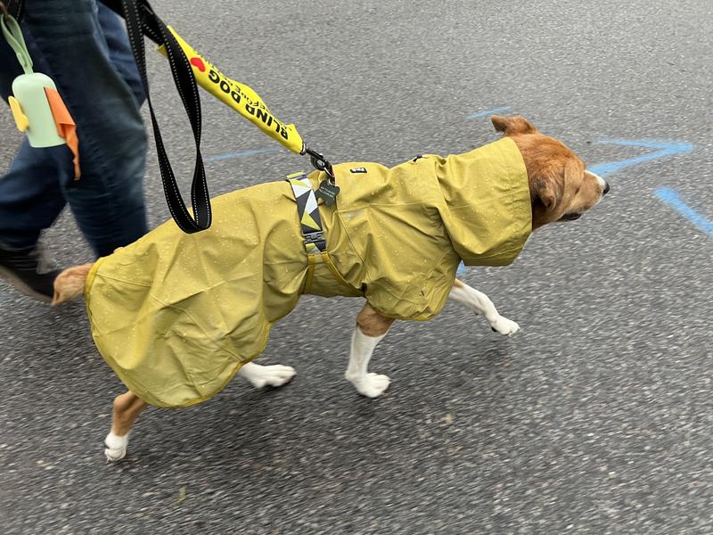 Rain won’t stop Albie from getting his morning steps in.