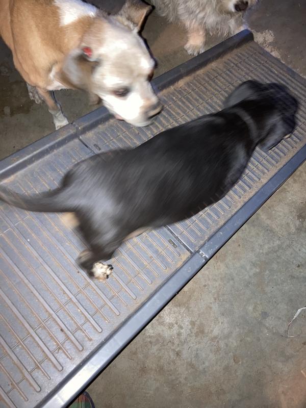 Max can get himself on and off the couch without back or leg injuries