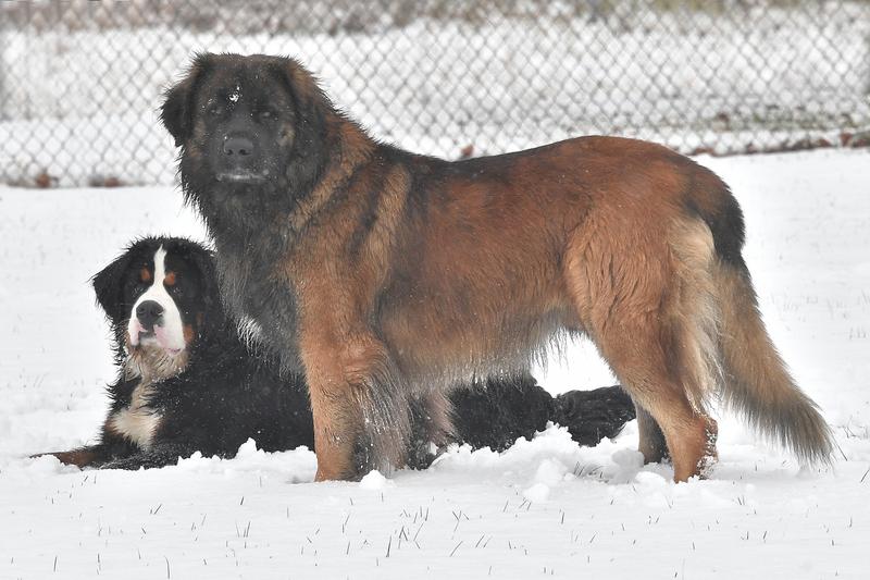 Bayley my leonberger with my newest addition Ben an 8 month old Berner