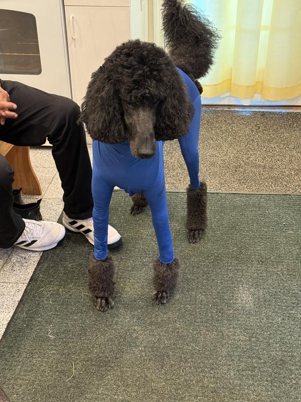 Standard Poodle loves it!