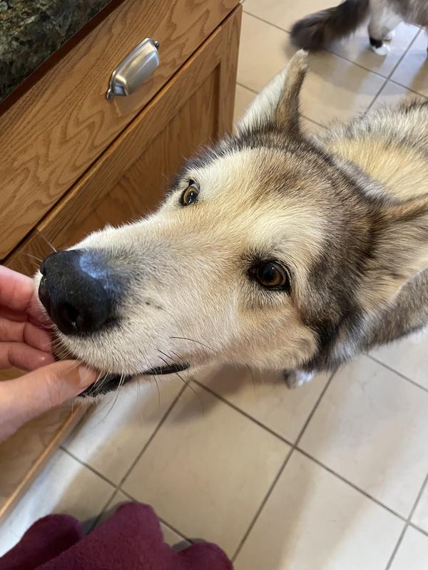 Happy puppy! Happy human!