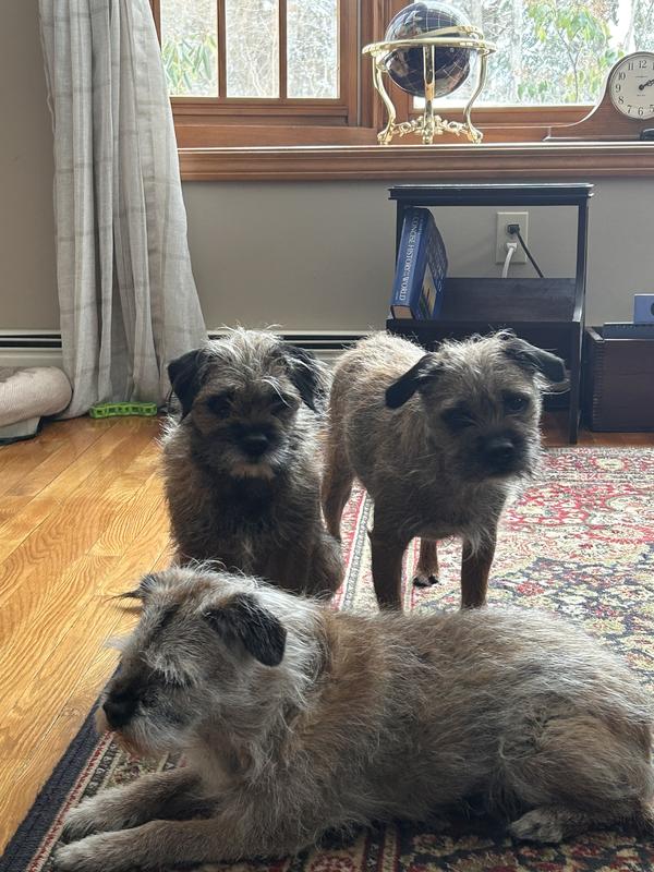 Two crazy Borders and the Border matriarch