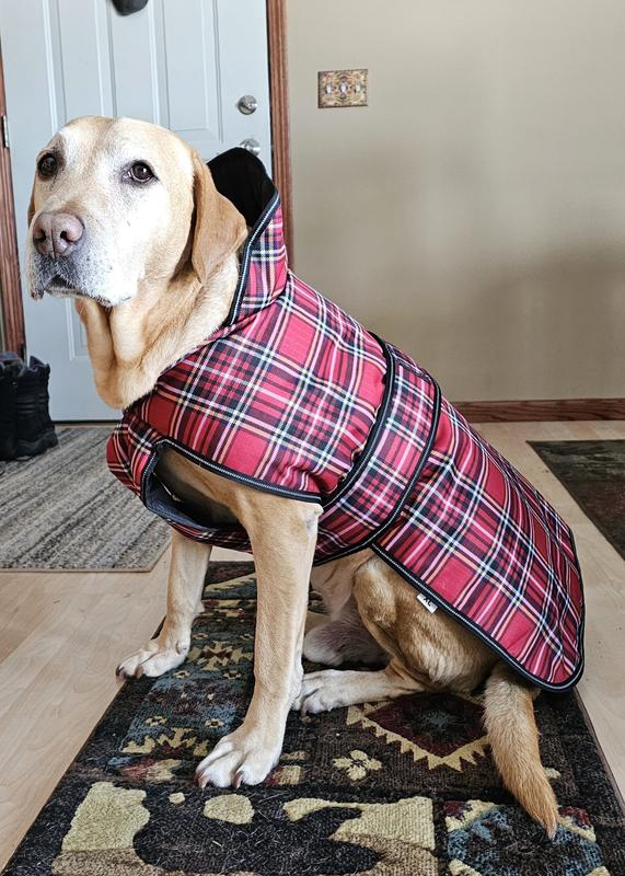 Petrageous designs kodiak outlet dog coat