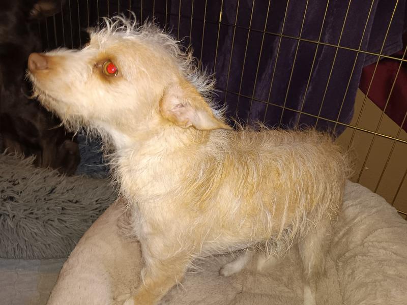 Tashi with red eyes