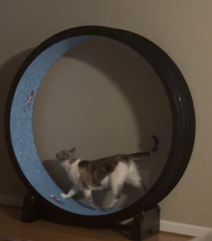 Product Reviews for ONE FAST CAT Gen 7 Cat Exercise Wheel