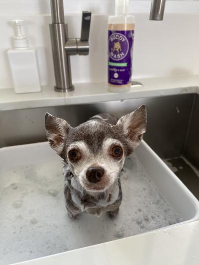 Buddy wash dog shampoo 2024 petsmart