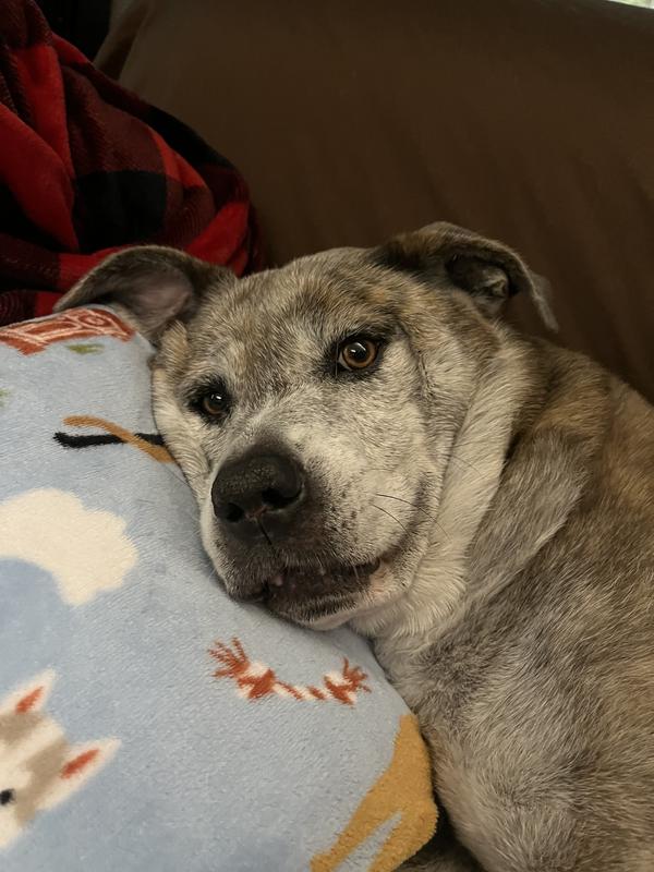 Burley happy and snuggling up after his bath.