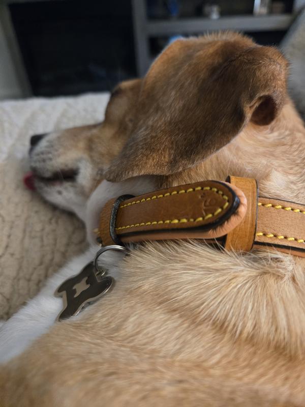 thumbnail image 2 of Dogs My Love Genuine Leather Padded Collar For Small Dogs & Puppies – 9-12 Inch Neck, Soft & Classic 2 of 4