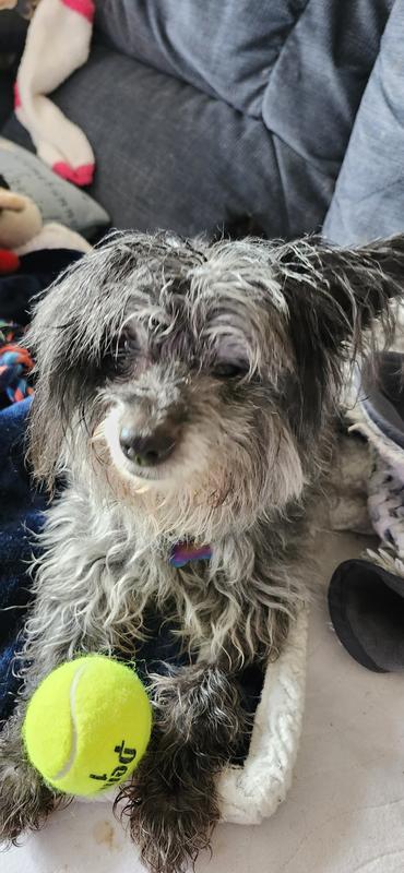 She's incredibly sweet, enjoys life and cuddles