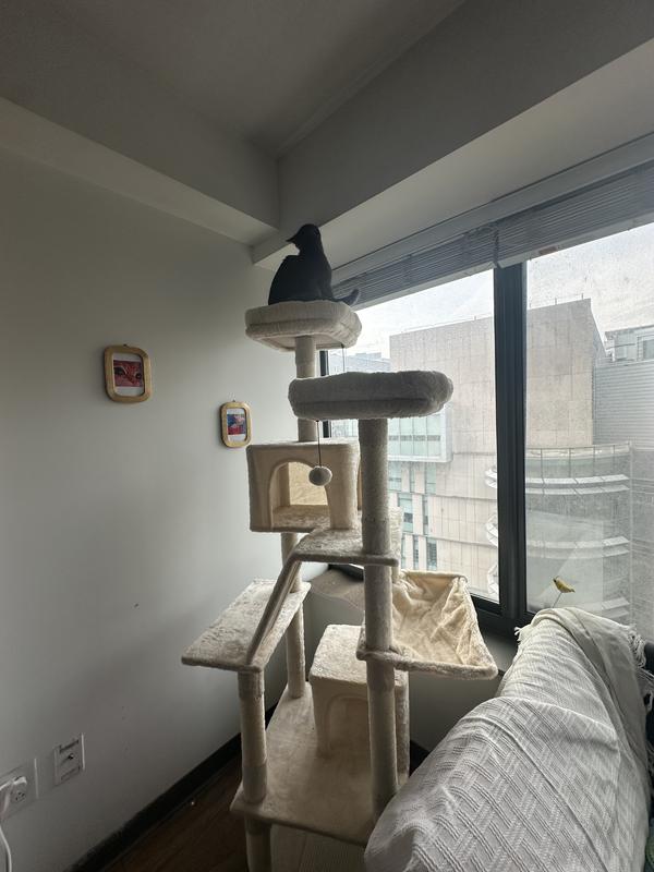 Martini touching the ceiling on the top of his tree