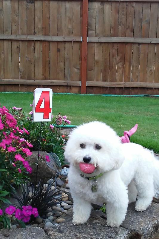 It's a pink ball, or no ball. Every where she goes.