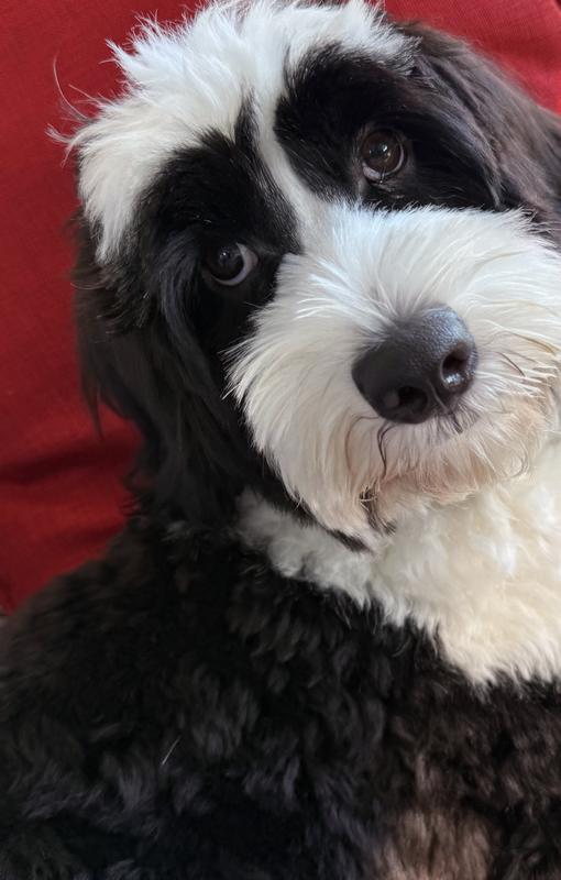 Musa is a big, sweet, lovable baby!