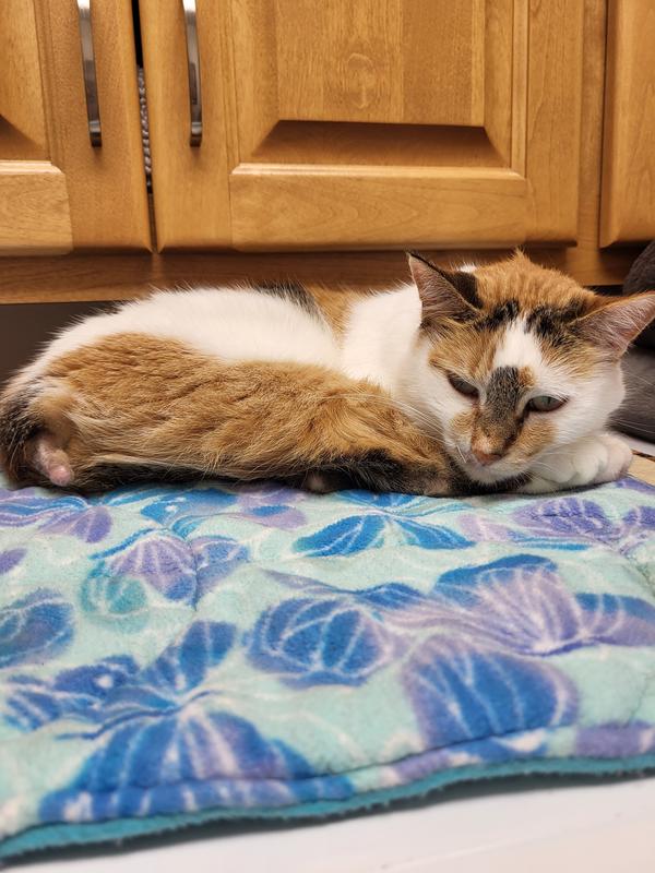 My tail-less Florence Nightingale