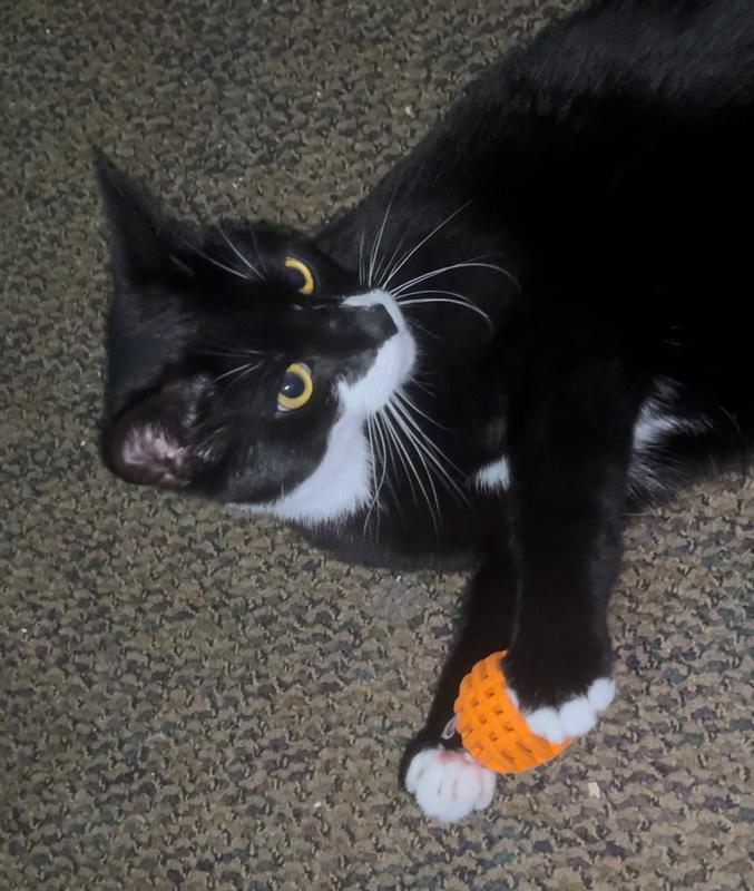 Kessel the kitten playing with his new ball