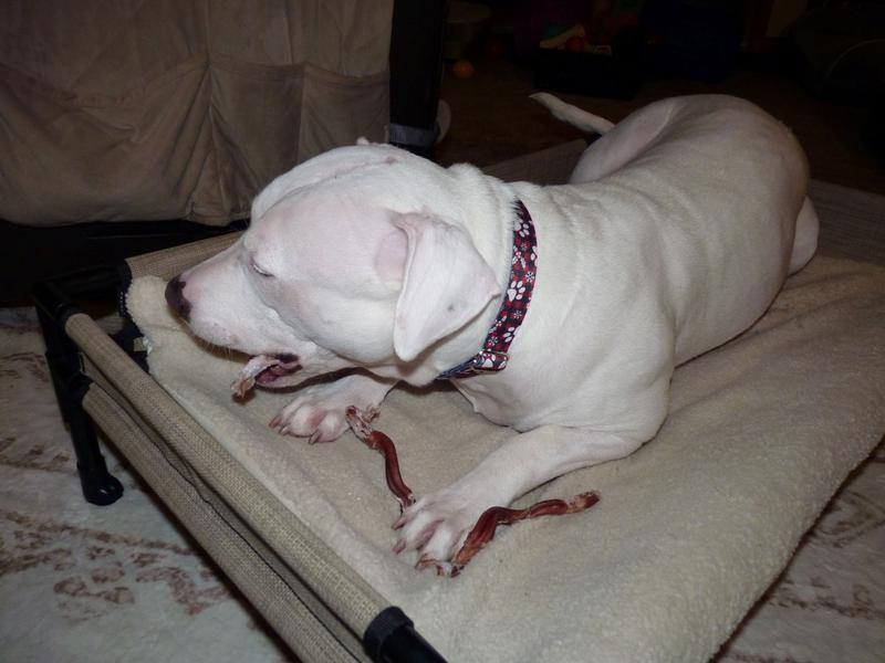 Pup enjoying her 3 sticks in 1!