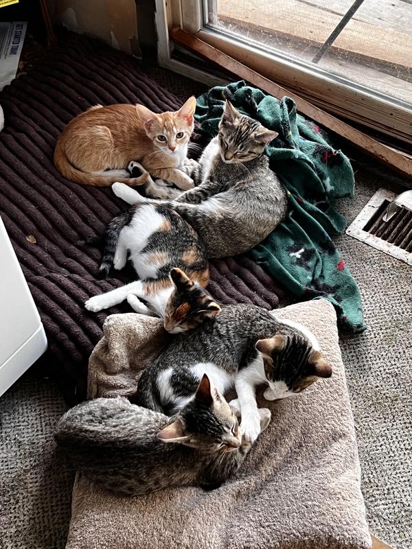 Now happy stealing the dogs bed inside