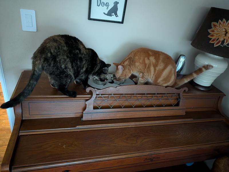 Our picky orange kitty and his not at all picky sister