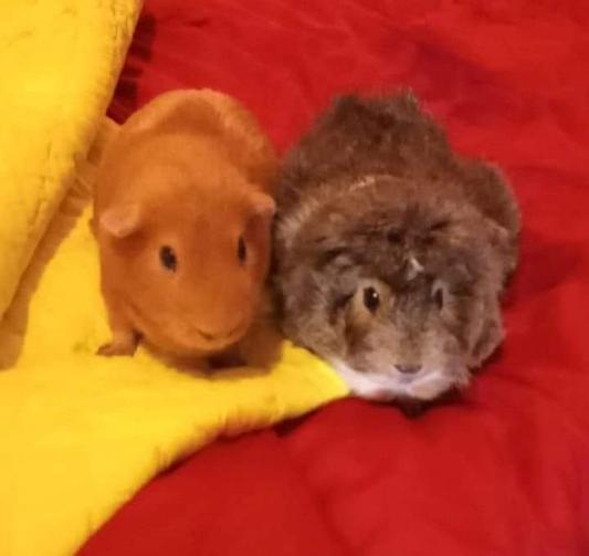 The piglets