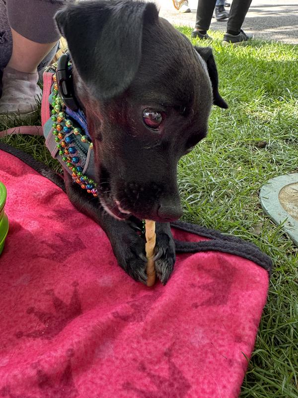 Went to a festival and it kept her distracted despite hundreds of folks streaming by.