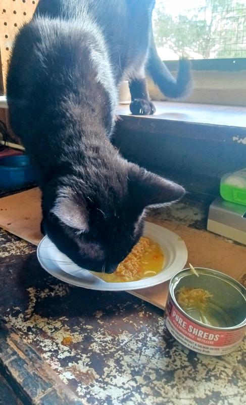 Forest slurping up the broth