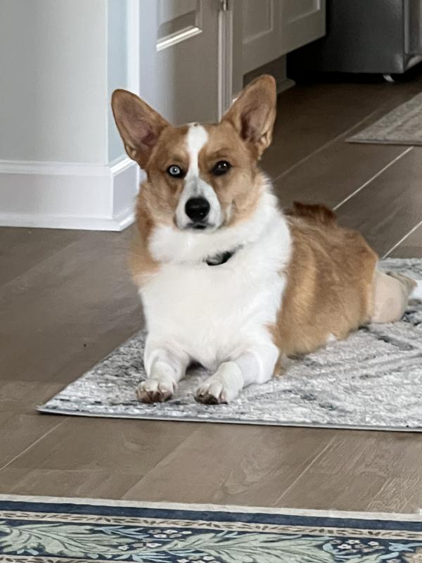 Trazodone (Generic) Tablets