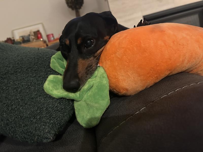 Tuckered out from attacking giant carrot