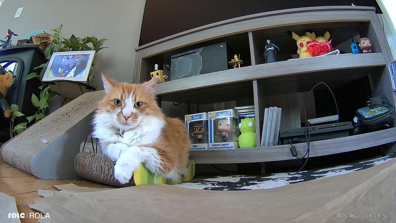 He was used to it following him in no time