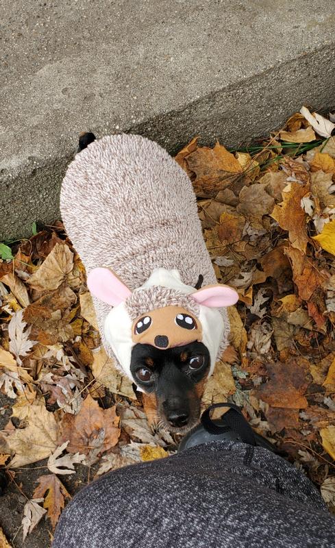 FRISCO Hedgehog Dog Cat Costume Large Chewy