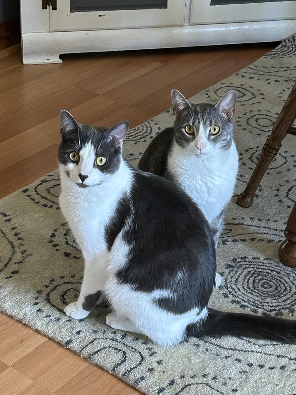 The boys