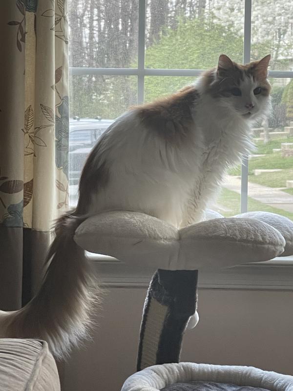 Chaser loves to watch the birdies.