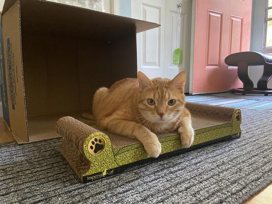 Imperial cat bed with chewy box house :)