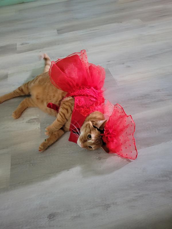 red cat dress Red Fur Pet Dress: Cat Dog Costume for Photoshoot