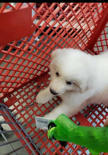 First time toy shopping! Toy isn't in the cart yet.