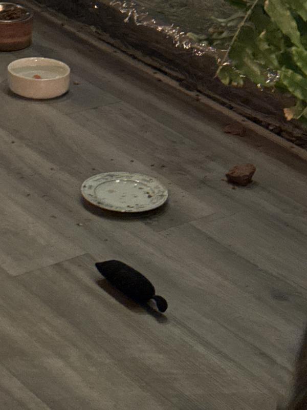 LOCKE’s off the plate and won’t eat the pate