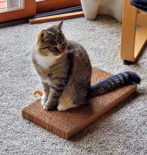 Puff loves his scratcher