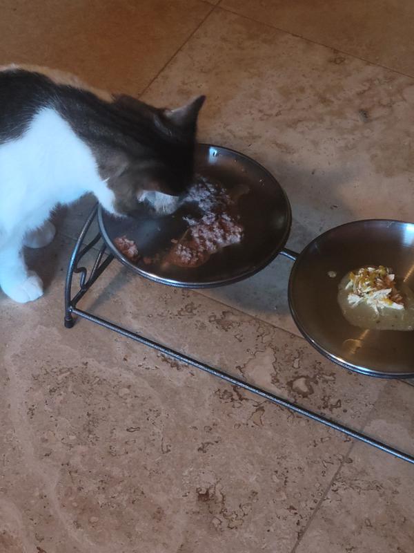 Emmitt choosing Zealandia Beef