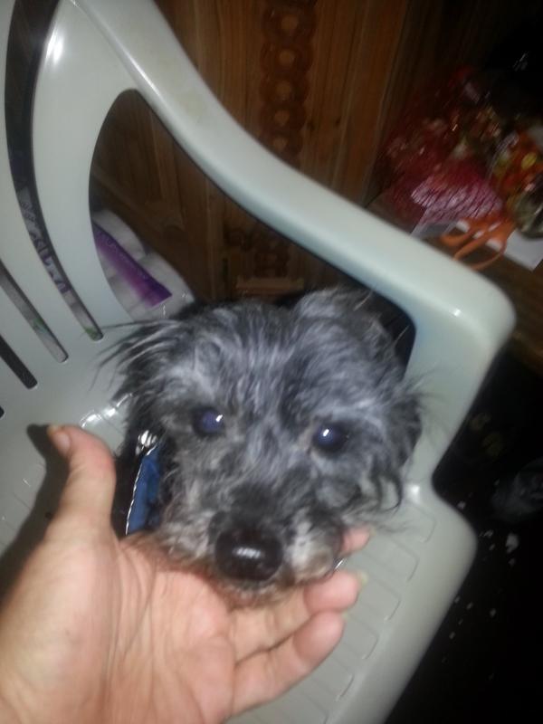 GiGi my sweet girl