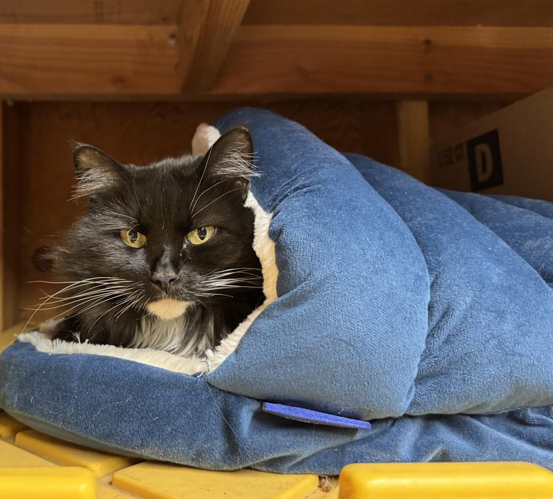 Muffin keeping warm in the barn