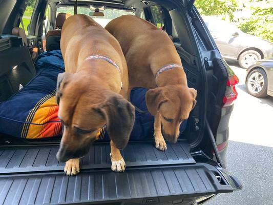 The XL fills the entire trunk of my SUV making for a comfy ride!