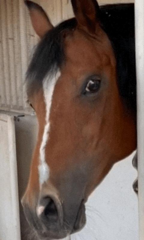 "Sparky here - I definitely recommend!"