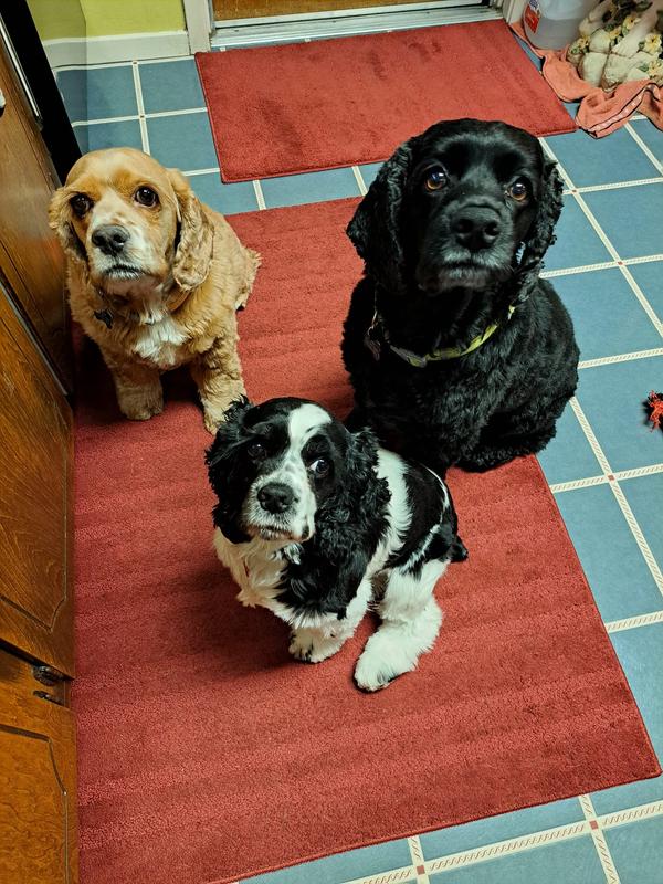 Our 3 precious rescues!!