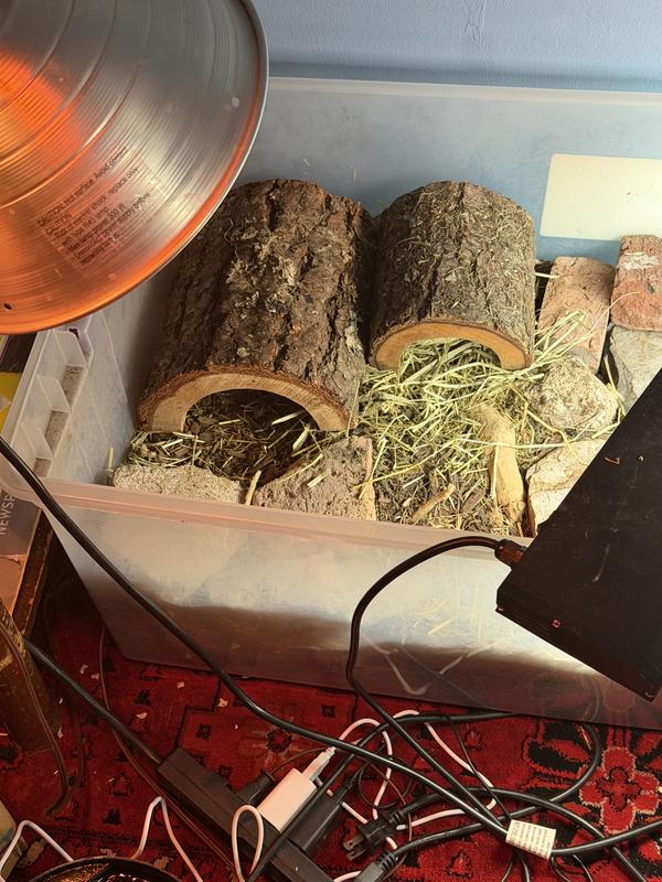 Outgrew his small one