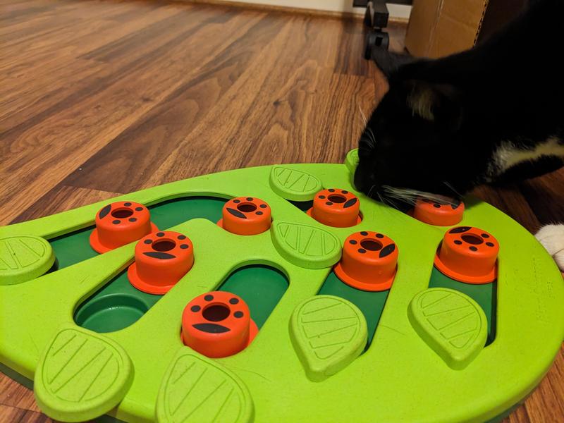Petstages Buggin Out Puzzle Play Cat Toy