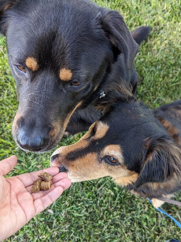 The treats disappeared shortly after this photo was taken