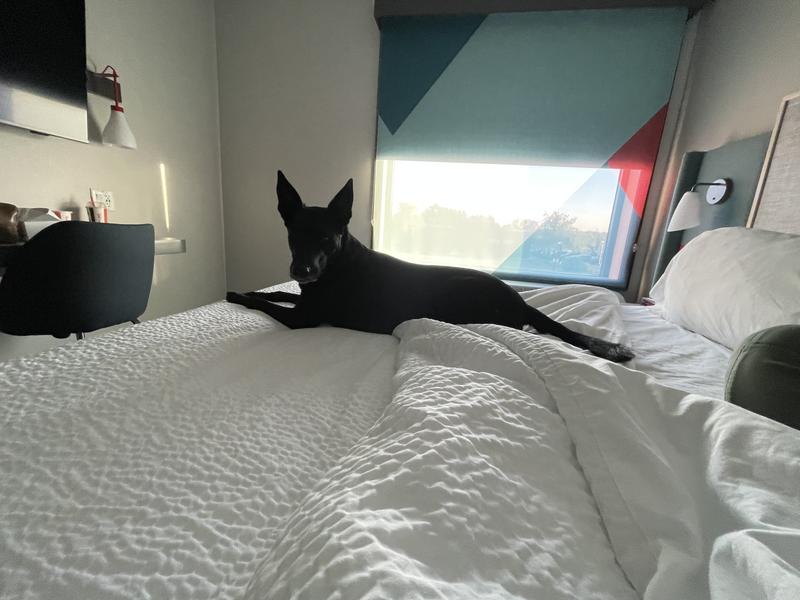 Dog relaxing after enjoying a can of the weruva food