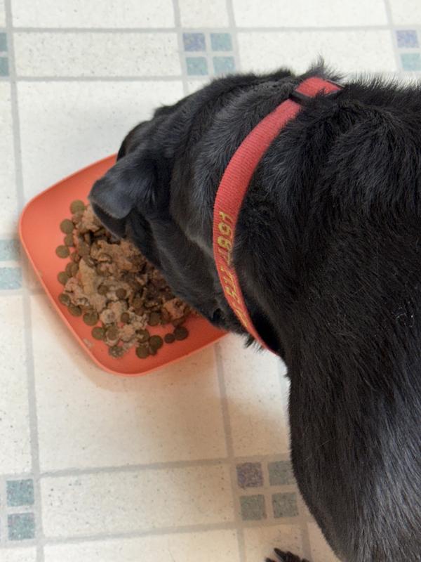 My very picky Lilly is gobbling it up!