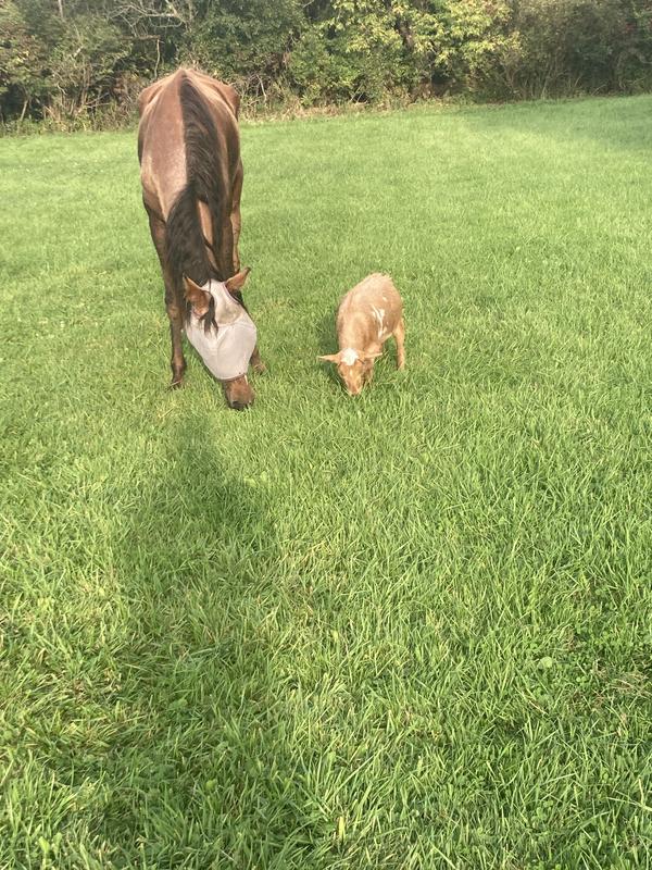 Rosie with her little goat buddy Victoria