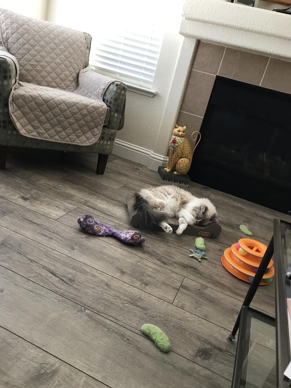 Iris sleeping on the scratcher