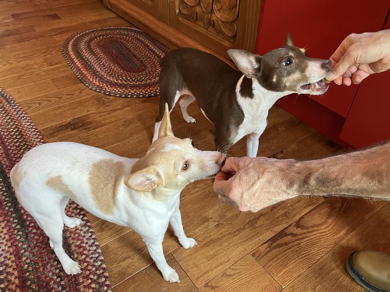 Both dogs liked it. We used it as a meal topper and as a treat.